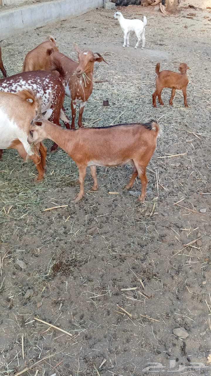 عنز كفو دافع64388935878913114