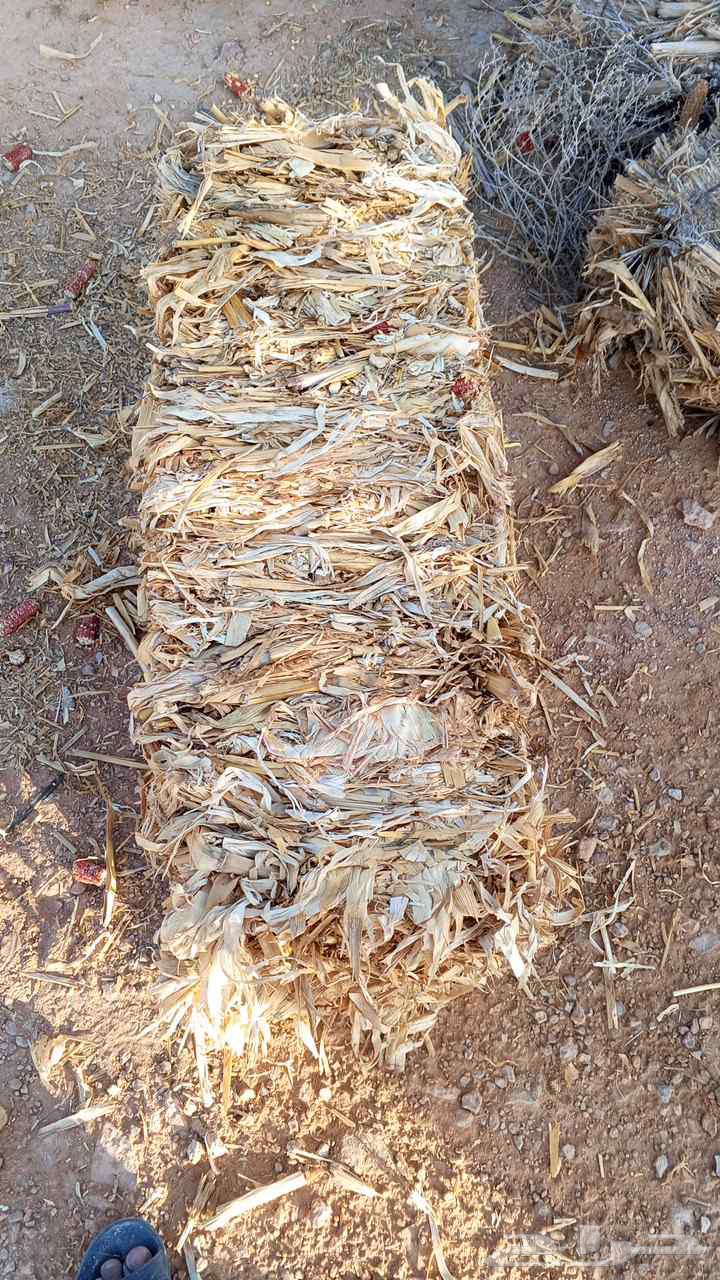 زوره صفره ألبان جندير64396630741507111