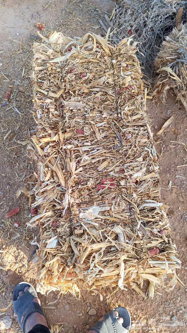 زوره صفره ألبان جندير64396630741507110