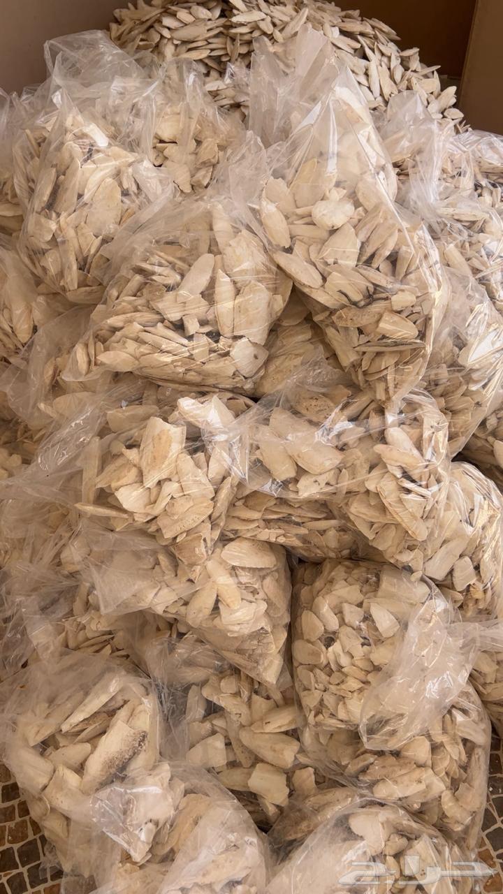 Cuttlebone for budgies, roses, and other birds64398117328129113