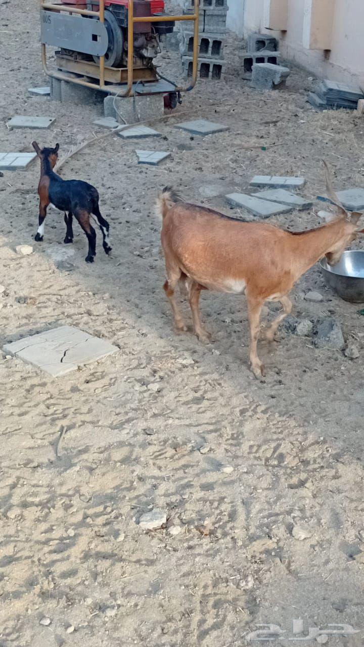 عنز كفو دافع64388935878913113