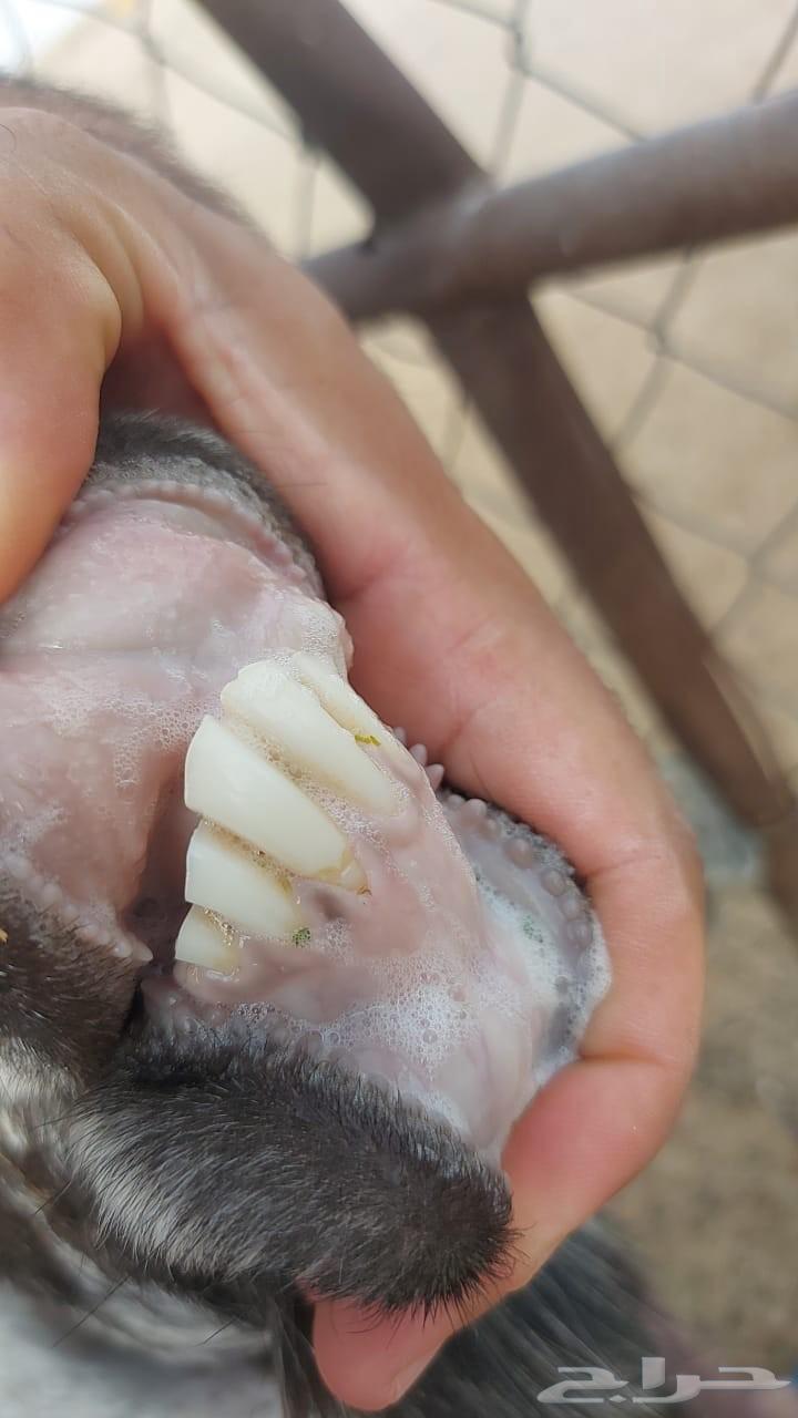 تيس عارضي للبيع64401133365634110