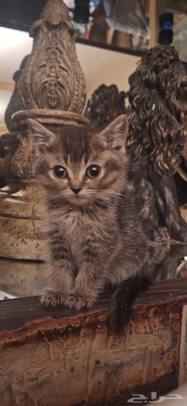 كيدز قطط سكوتش وبرتش للبيع64400245368449113