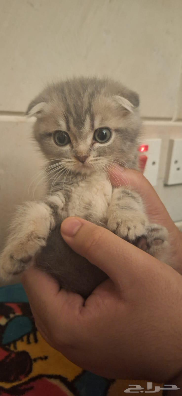 كيدز قطط سكوتش وبرتش للبيع64400245368449110