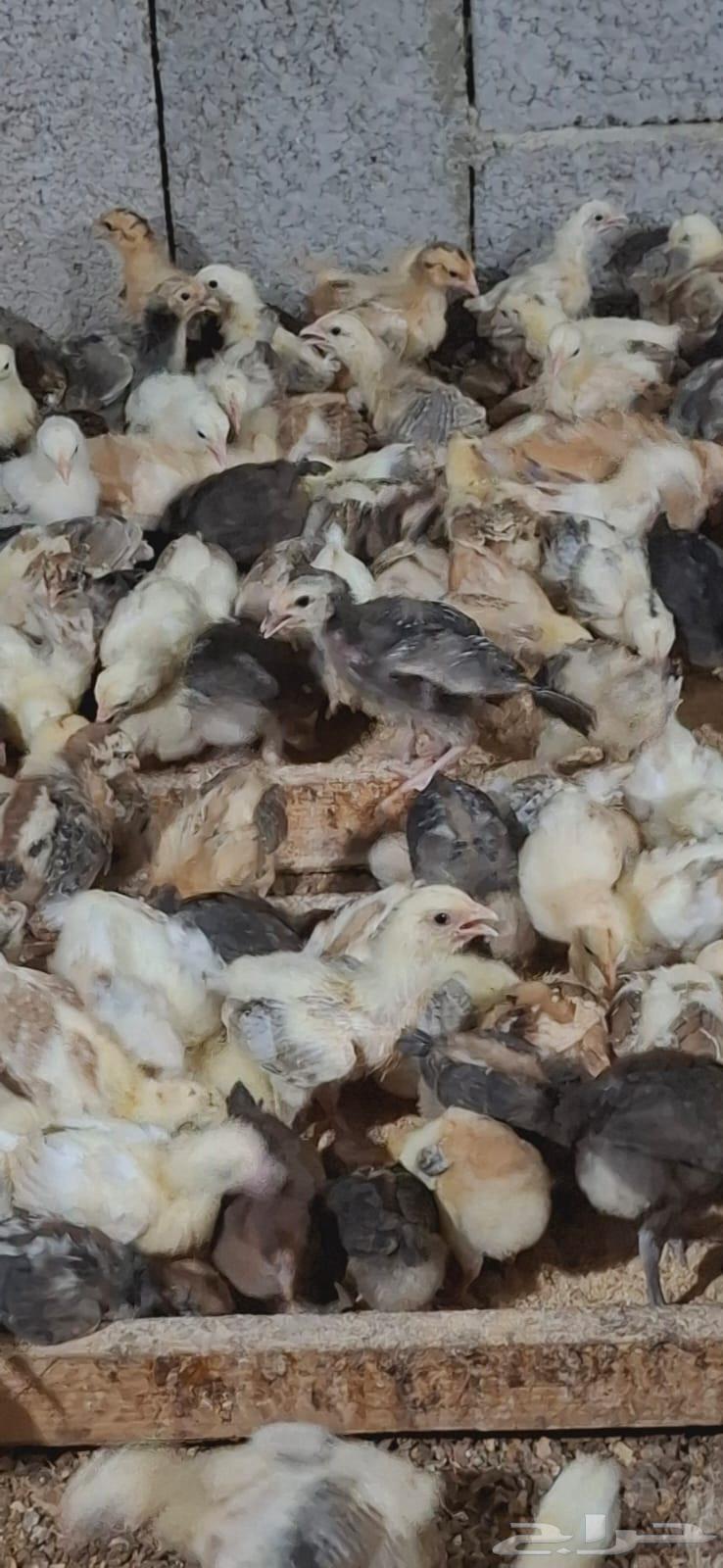 700 صوص بلدي للبيع64393832487425114