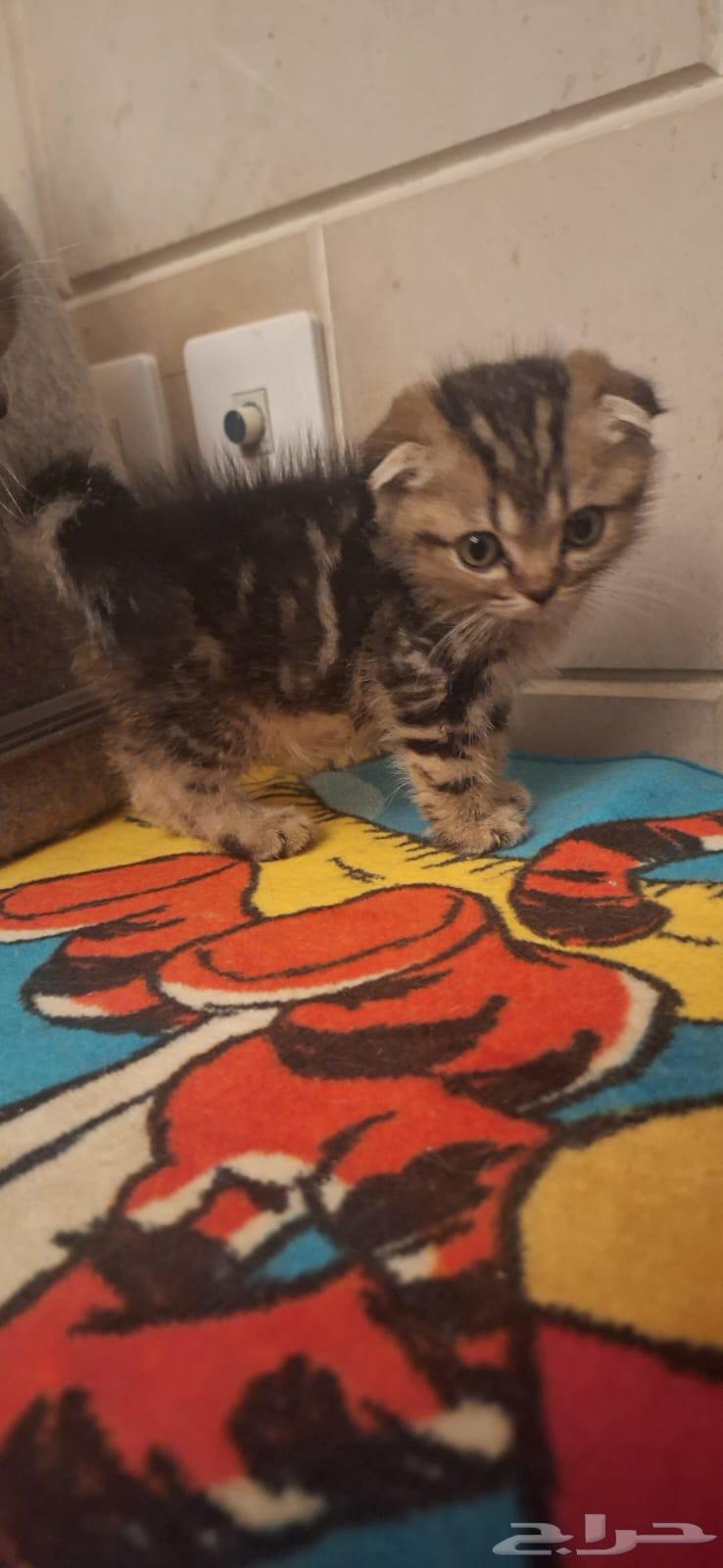 كيدز قطط سكوتش وبرتش للبيع64400245368449112