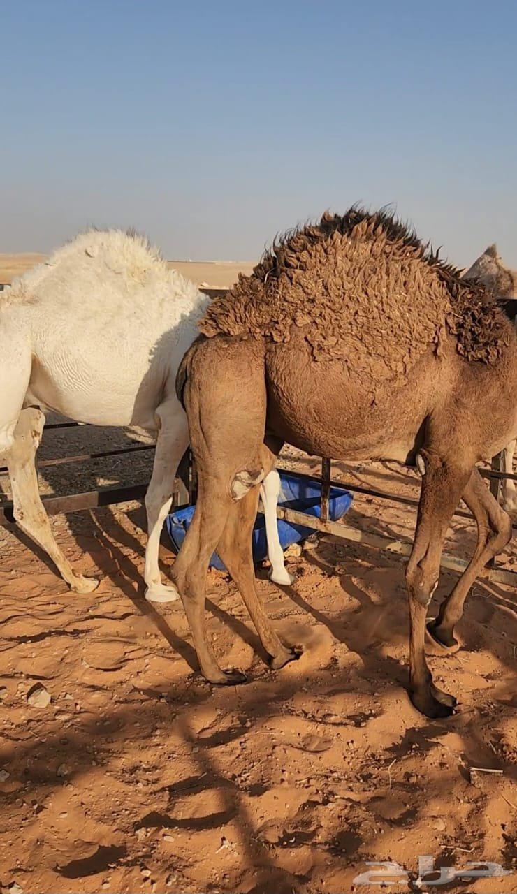 قعدان قصب فل شحم64395199581699111