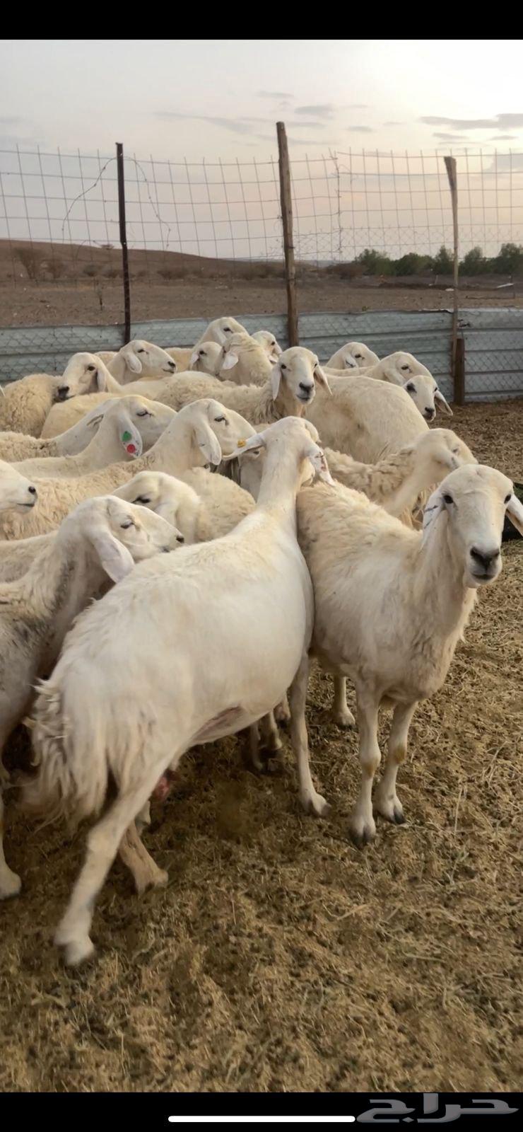 ضان حريات دفيع ومضاريع للبيع الحد 105064398841895297111