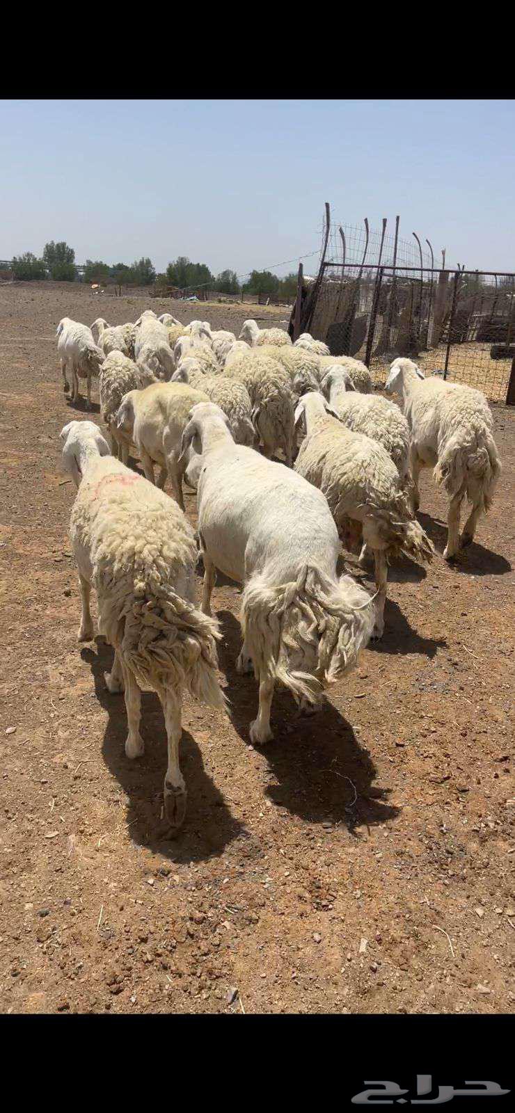 ضان حريات دفيع ومضاريع للبيع الحد 105064398841895297114