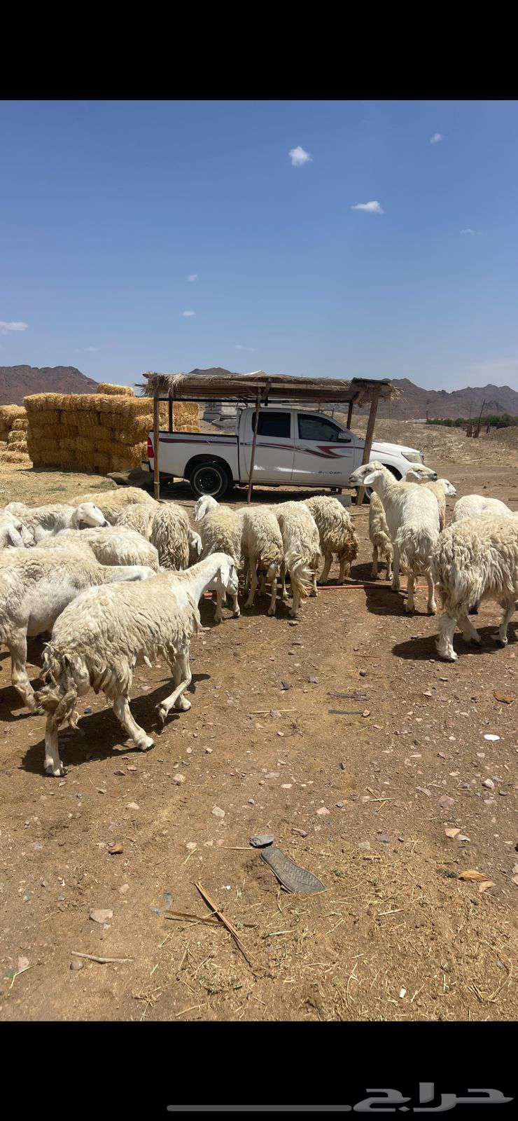 ضان حريات دفيع ومضاريع للبيع الحد 105064398841895297110