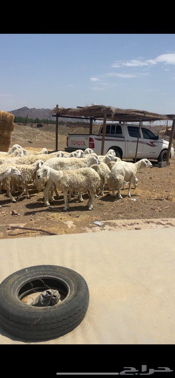 ضان حريات دفيع ومضاريع للبيع الحد 105064398841895297112