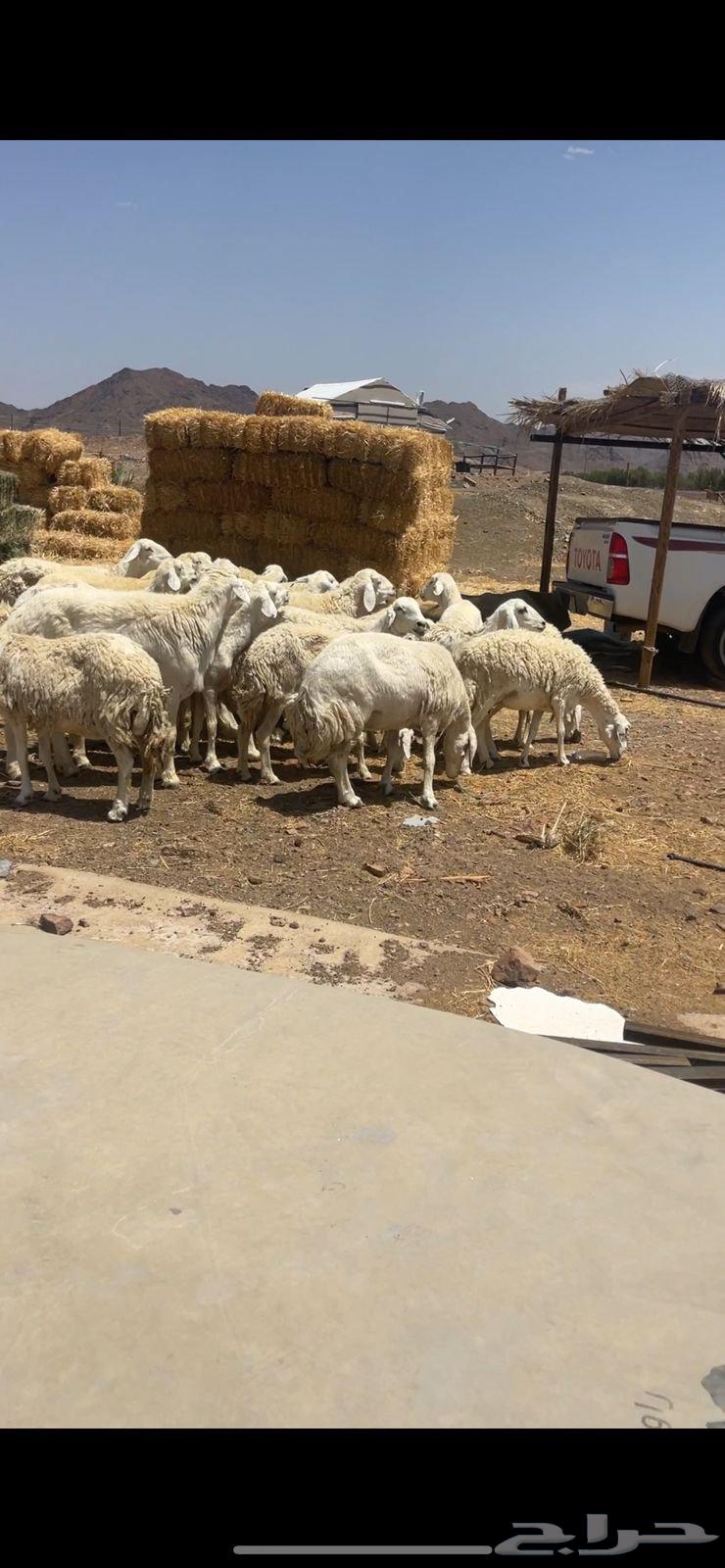 ضان حريات دفيع ومضاريع للبيع الحد 105064398841895297113