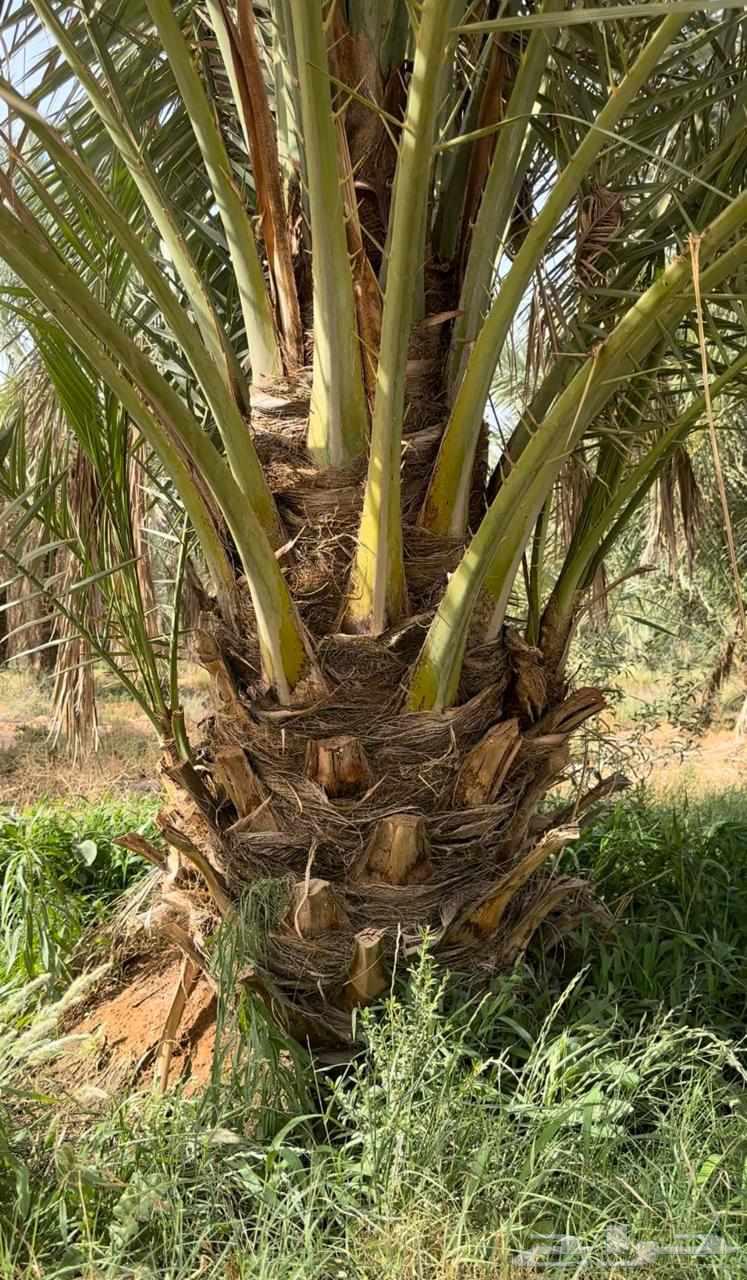 Date palms for sale, fruitful Qassim date palms, reasonable prices64396185002371114
