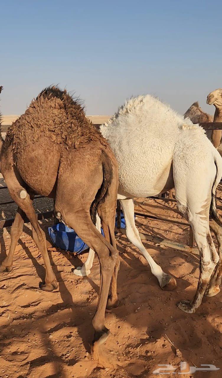 قعدان قصب فل شحم64395199581699110