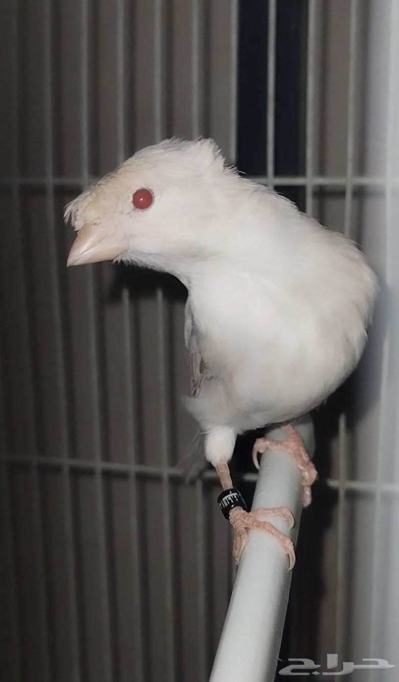 انثى كناري ستنايت(لأهل الذوق الرفيع)64395783412739110