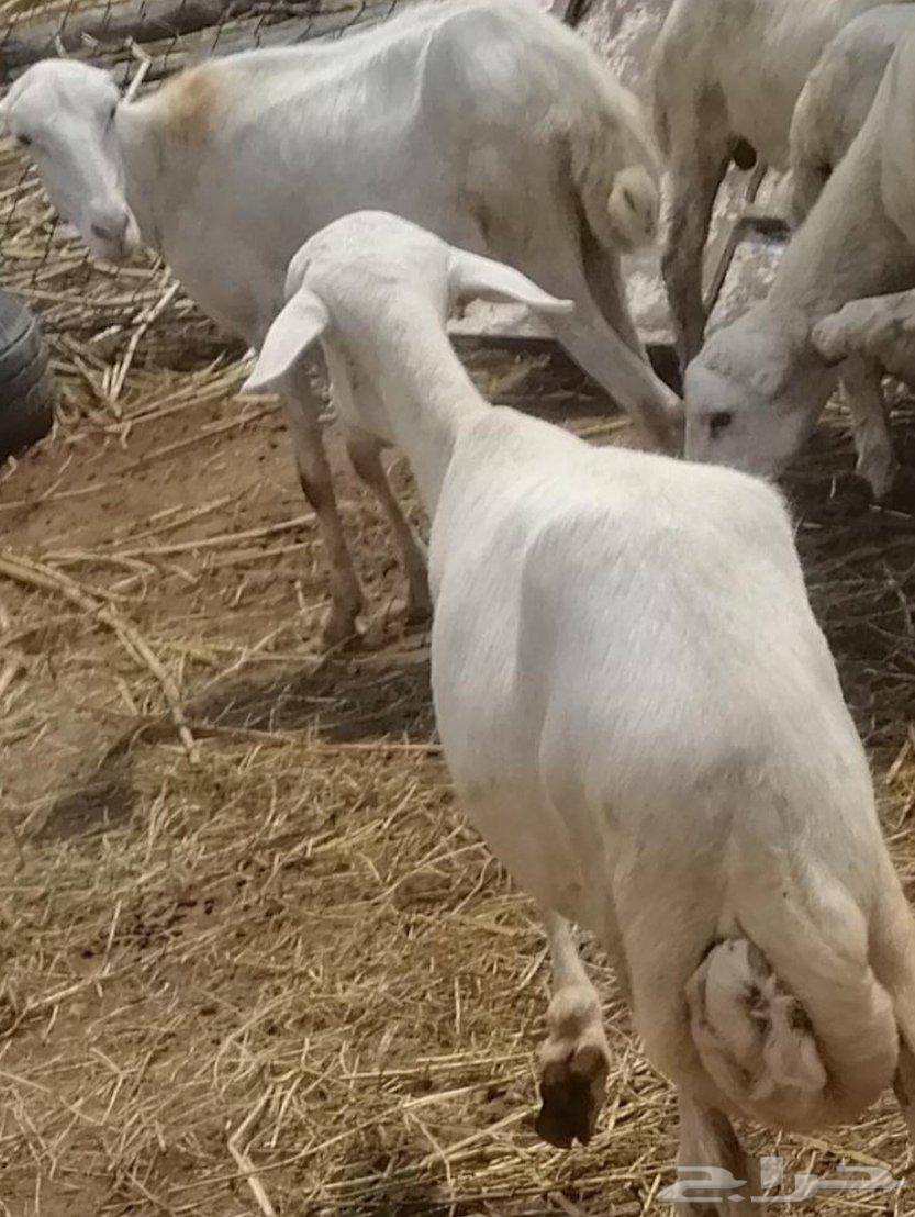 ضان للبيع عددها ( 6 )64395531807489111