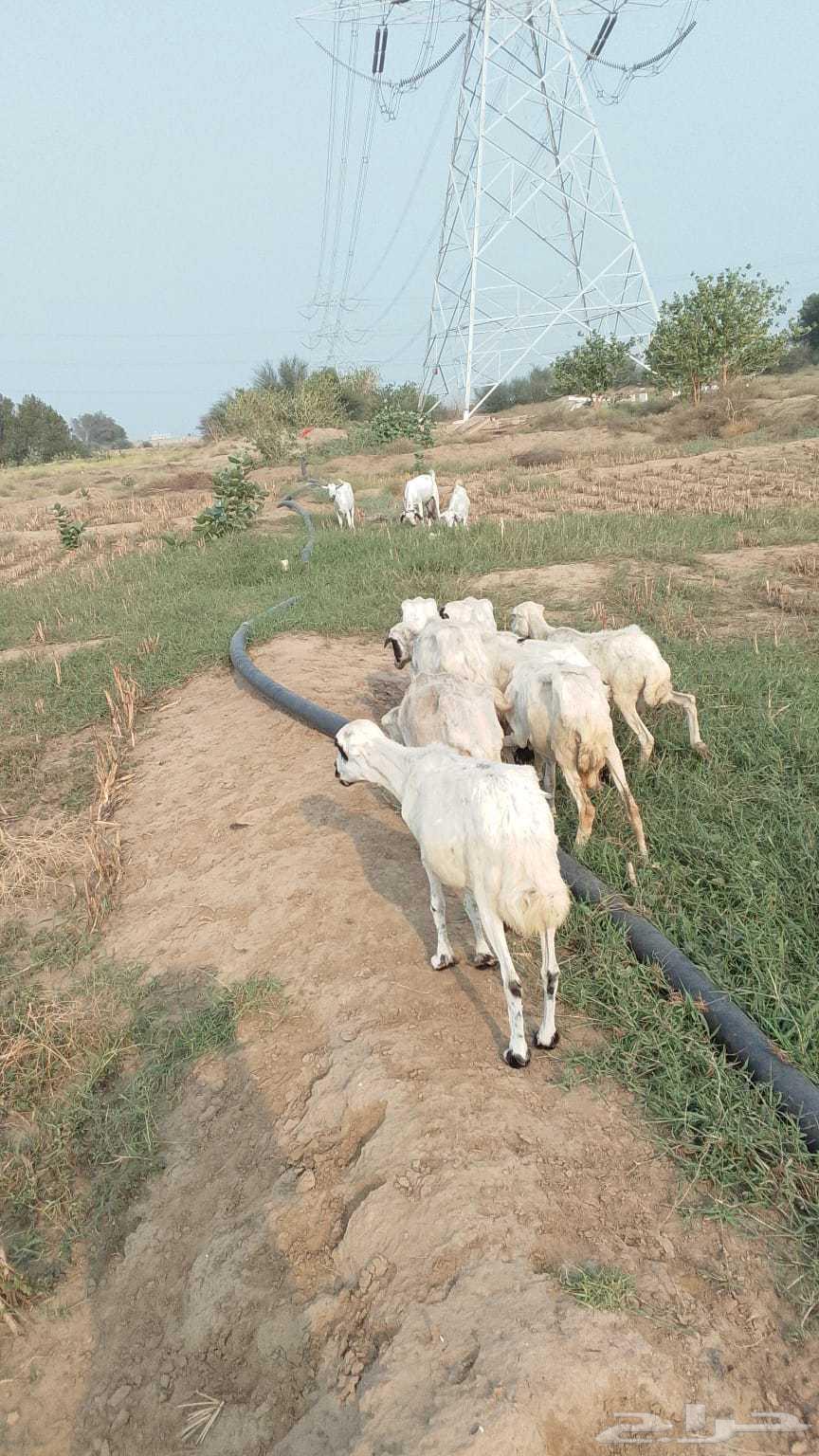 9 sheep for sale, all healthy and without any issues64400286840322110