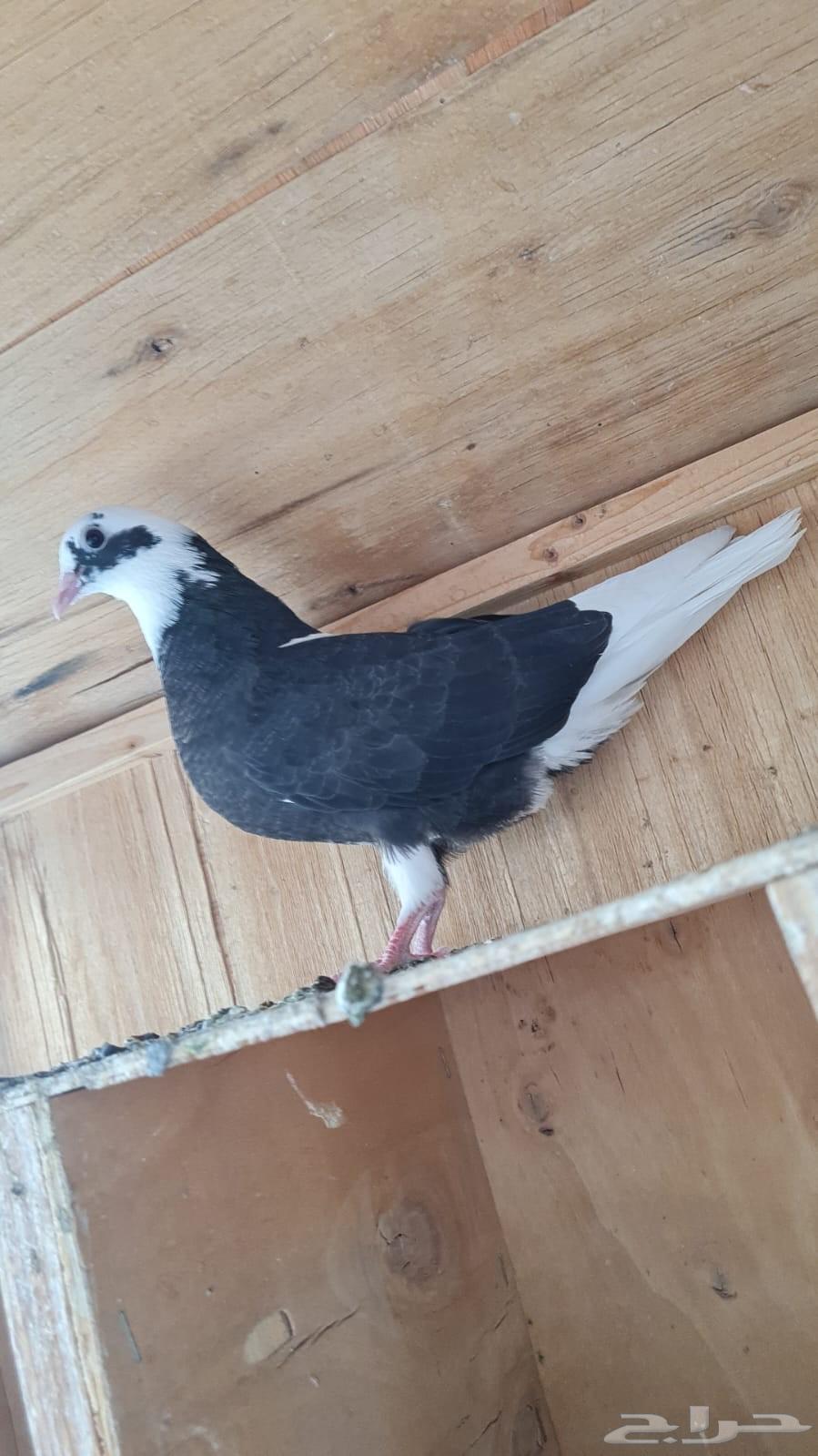 طبات حمام قطايف للبيع (تم البيع)64395130963203113