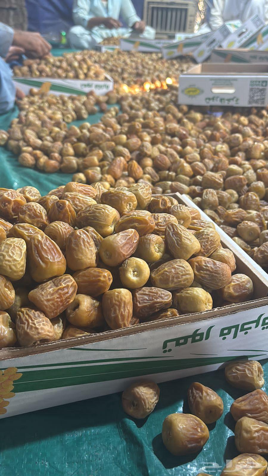 Date palms for sale, fruitful Qassim date palms, reasonable prices64396185002371110