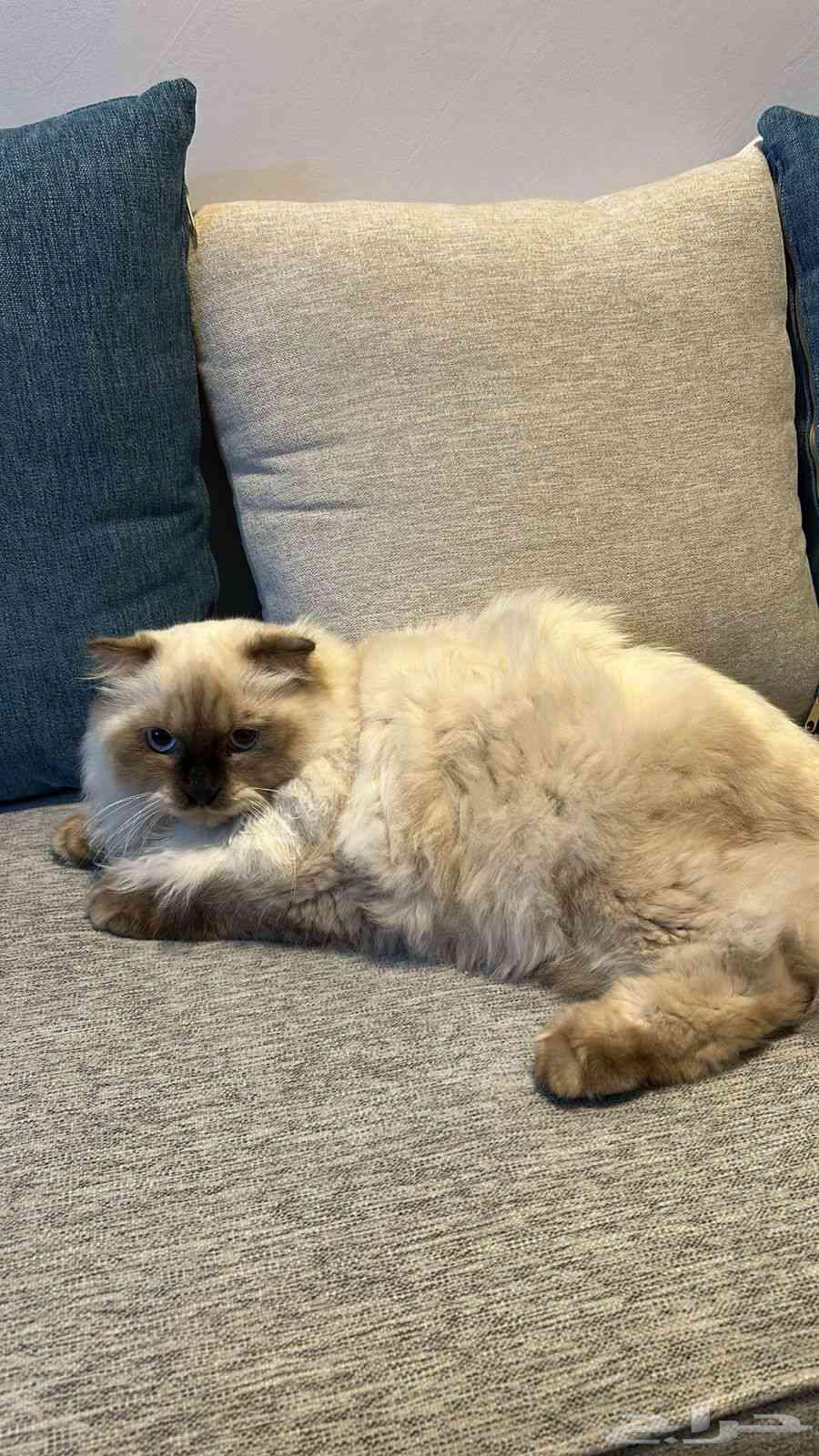 قط سيامي للبيع العاجل 250 ريال64400148014467111