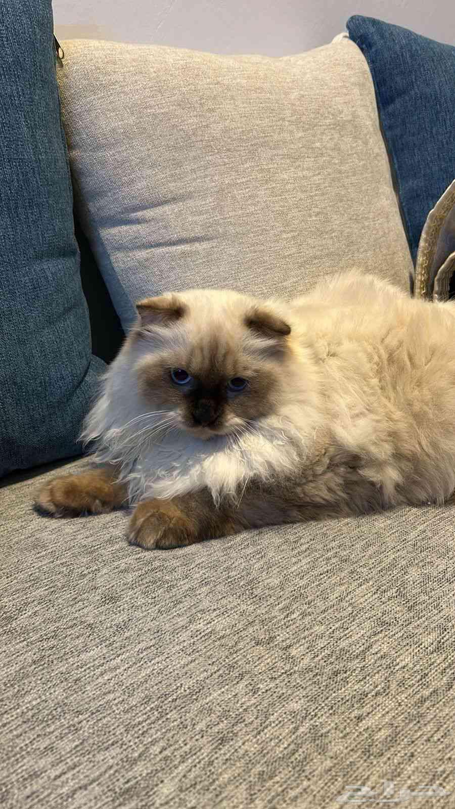 قط سيامي للبيع العاجل 250 ريال64400148014467110