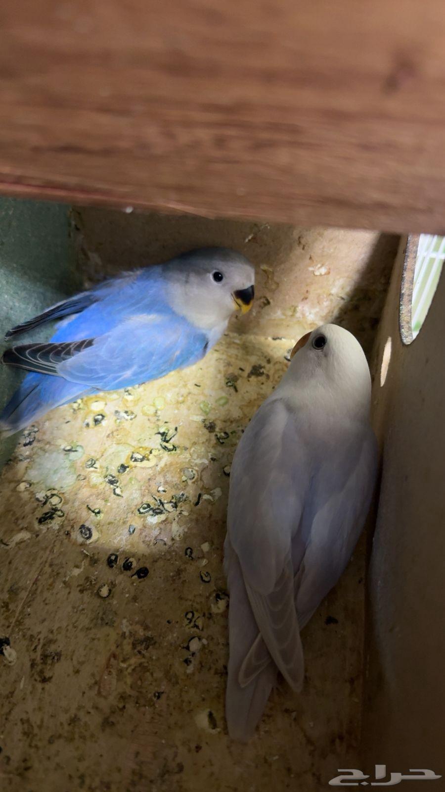 طيور روز64401202827137110