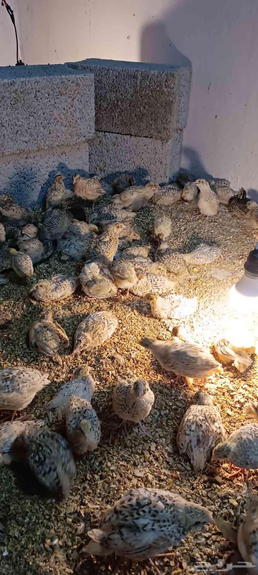 سمان للبيع64392977703042110