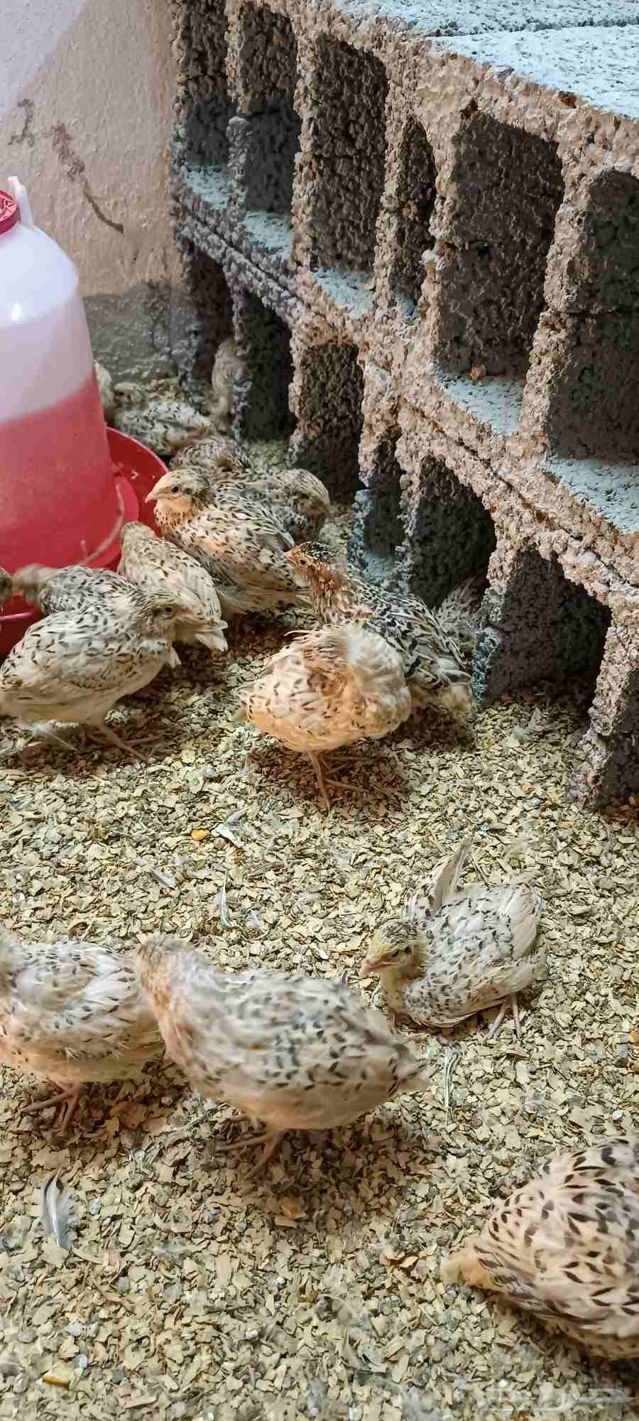 سمان للبيع64392977703042113