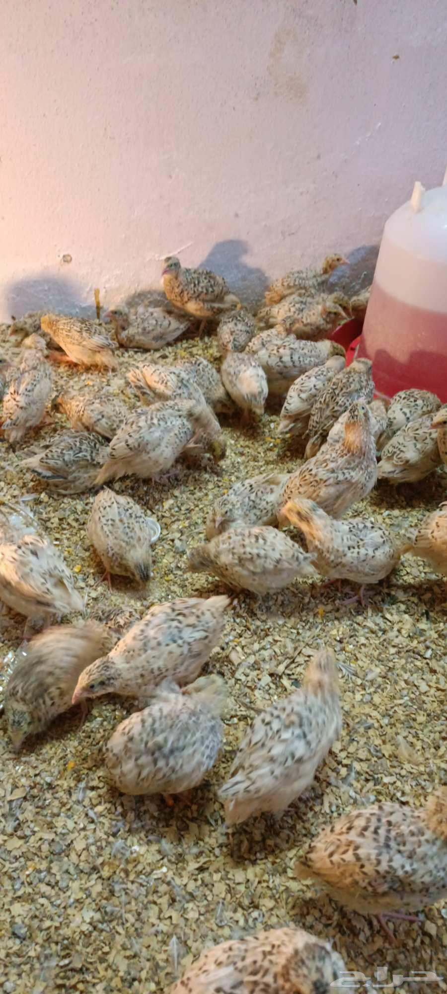 سمان للبيع64392977703042114