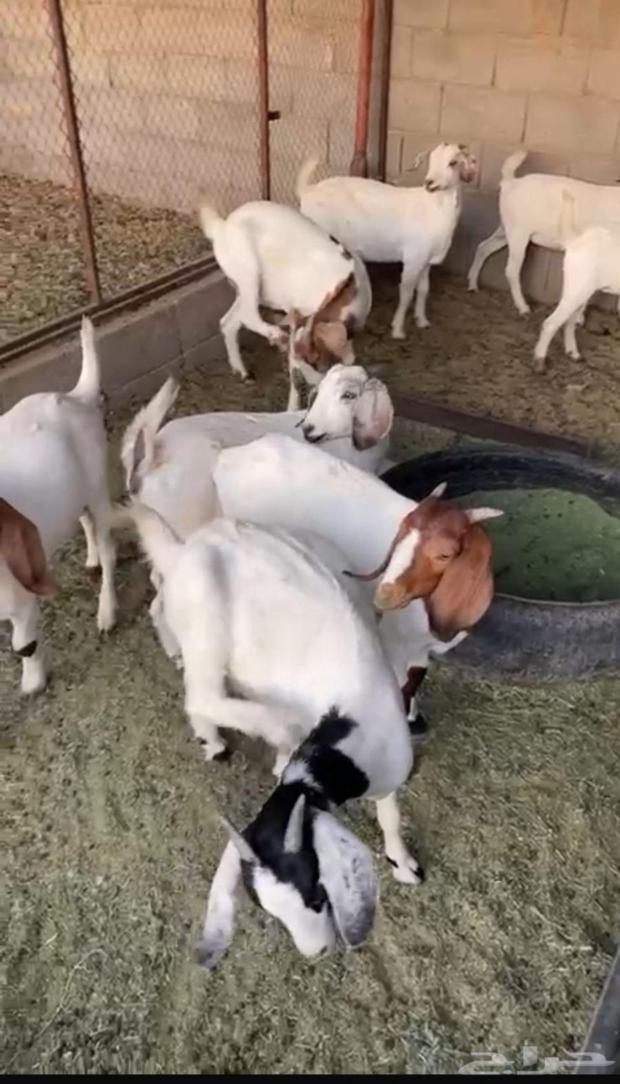 تيوس وجفار للبيع64394455177089111