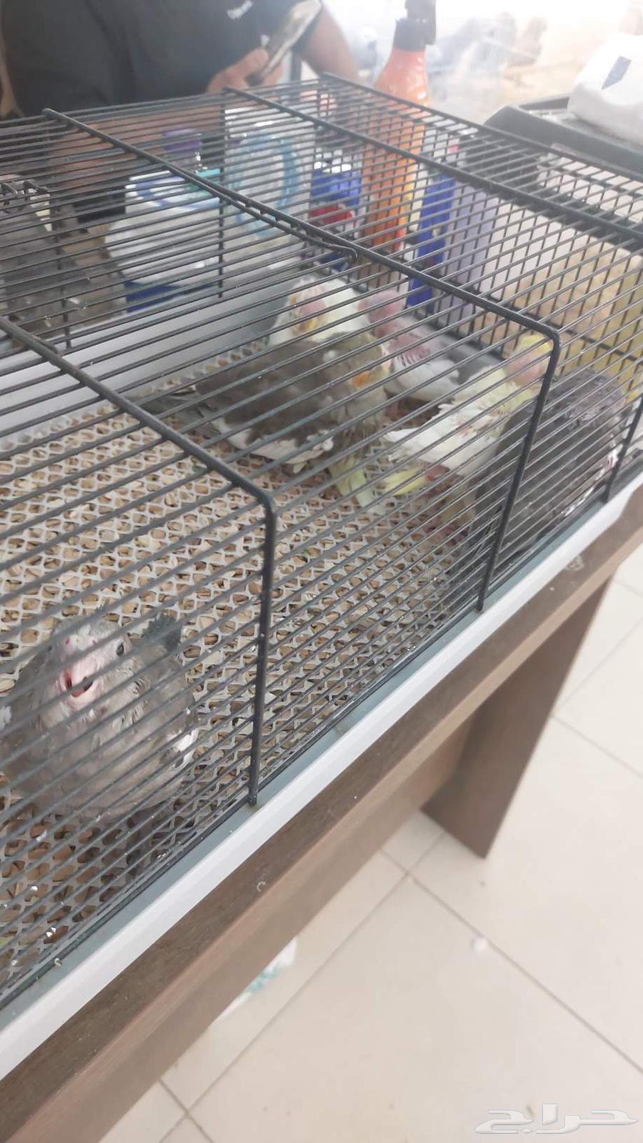 فروخ كروان64394565010819110