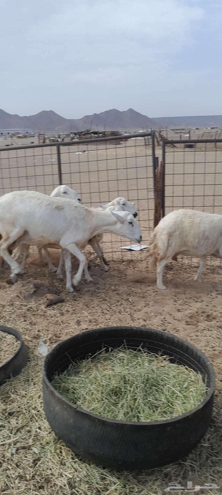 ضأن حري للبيع64397589709954112