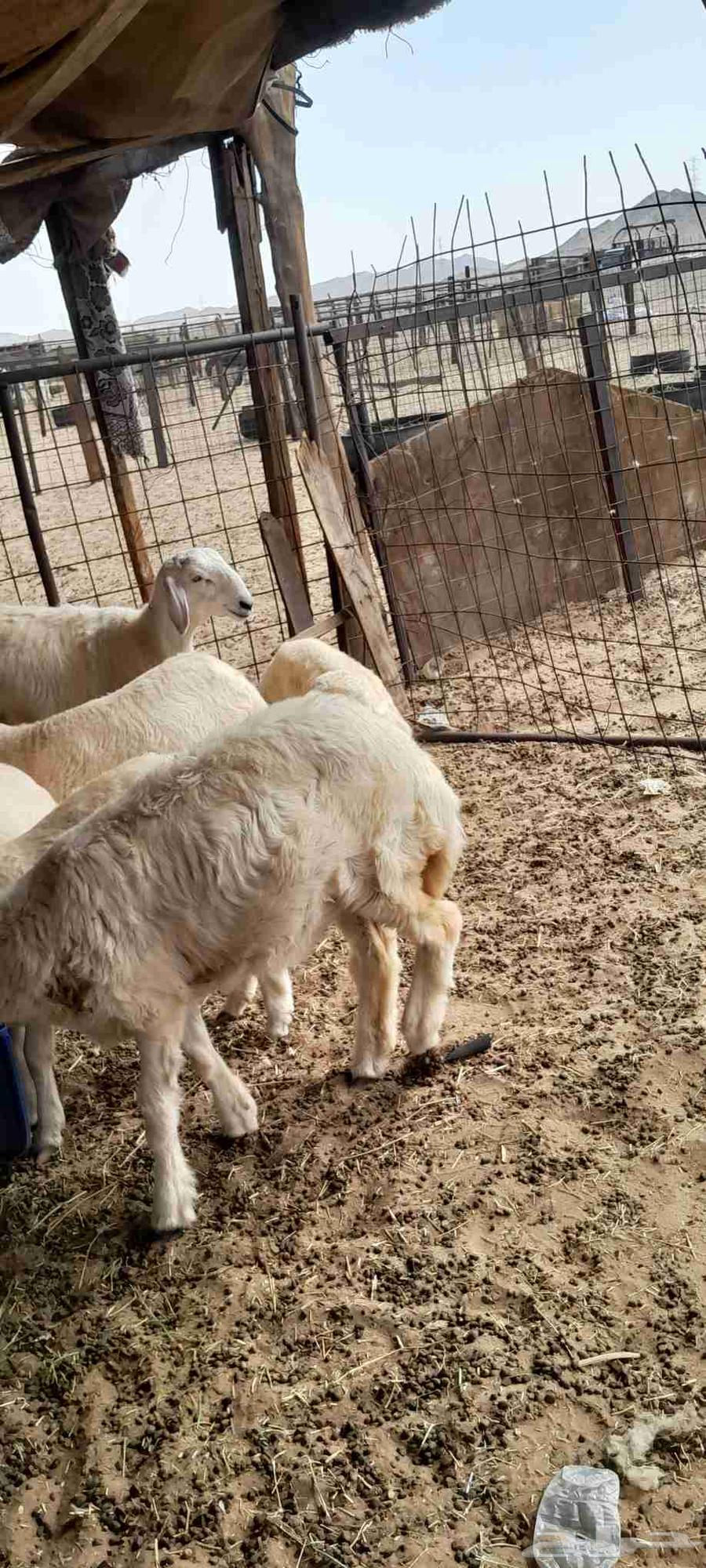 ضأن حري للبيع64397589709954113