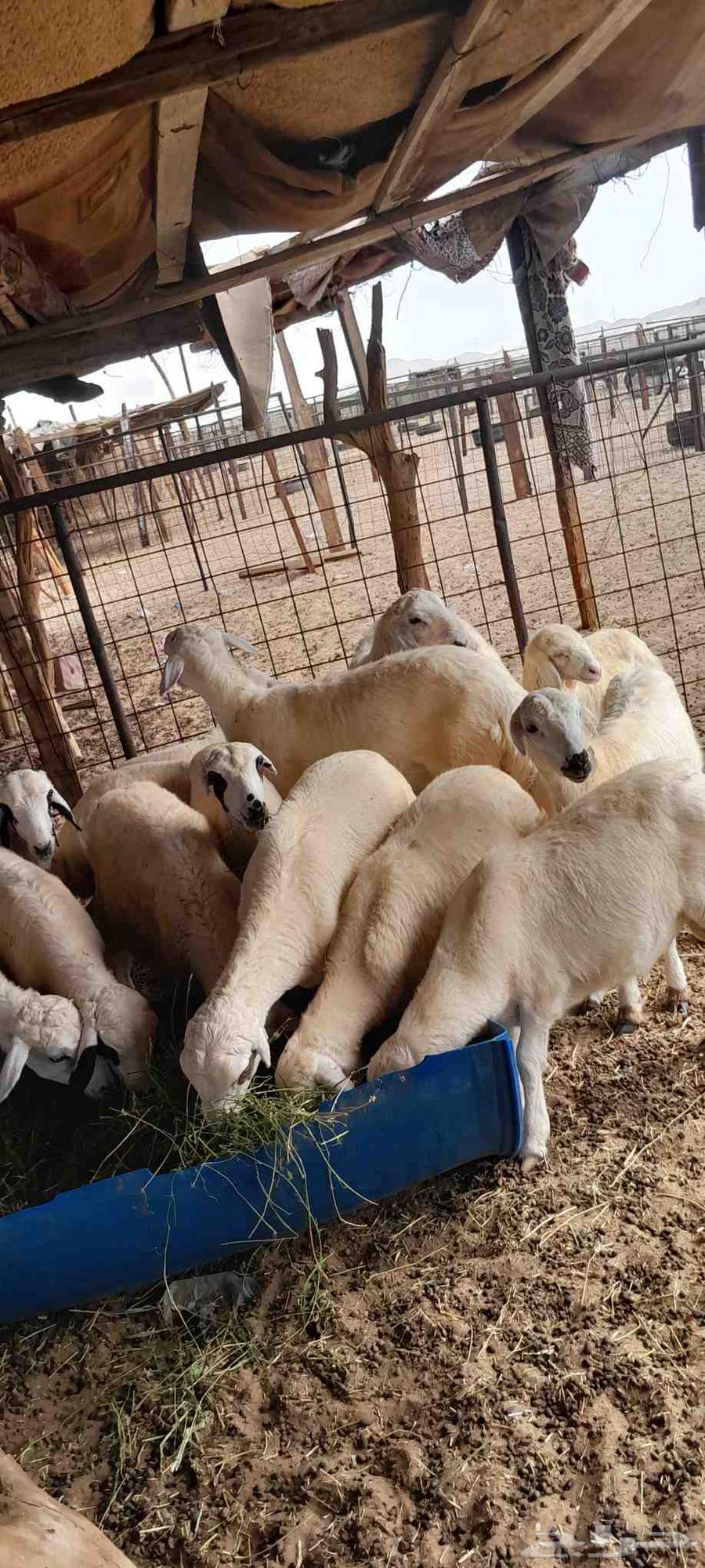 ضأن حري للبيع64397589709954114