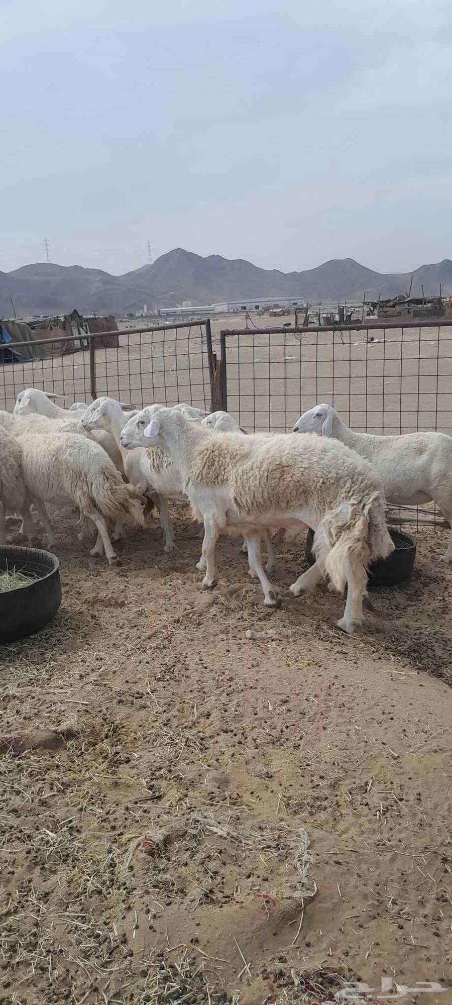 ضأن حري للبيع64397589709954111