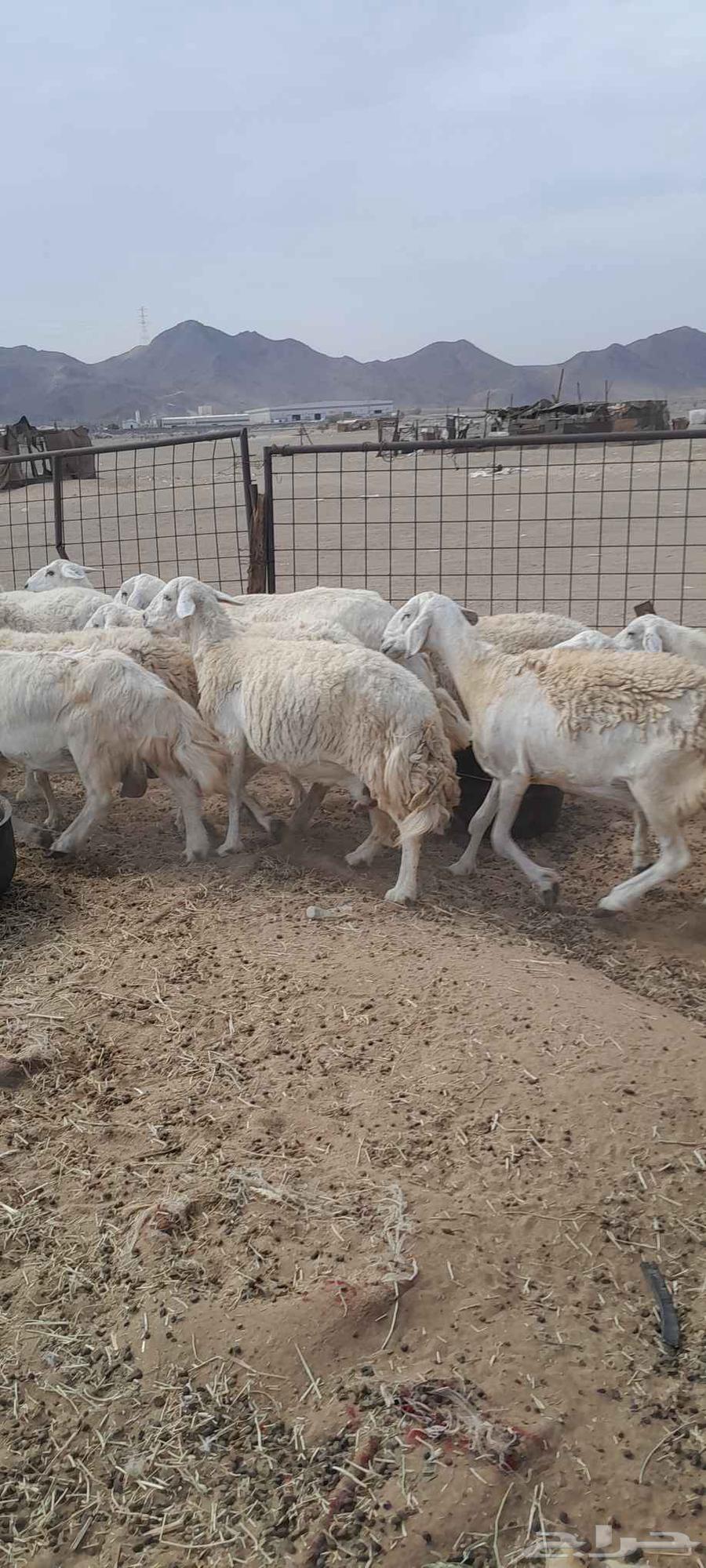 ضأن حري للبيع64397589709954110