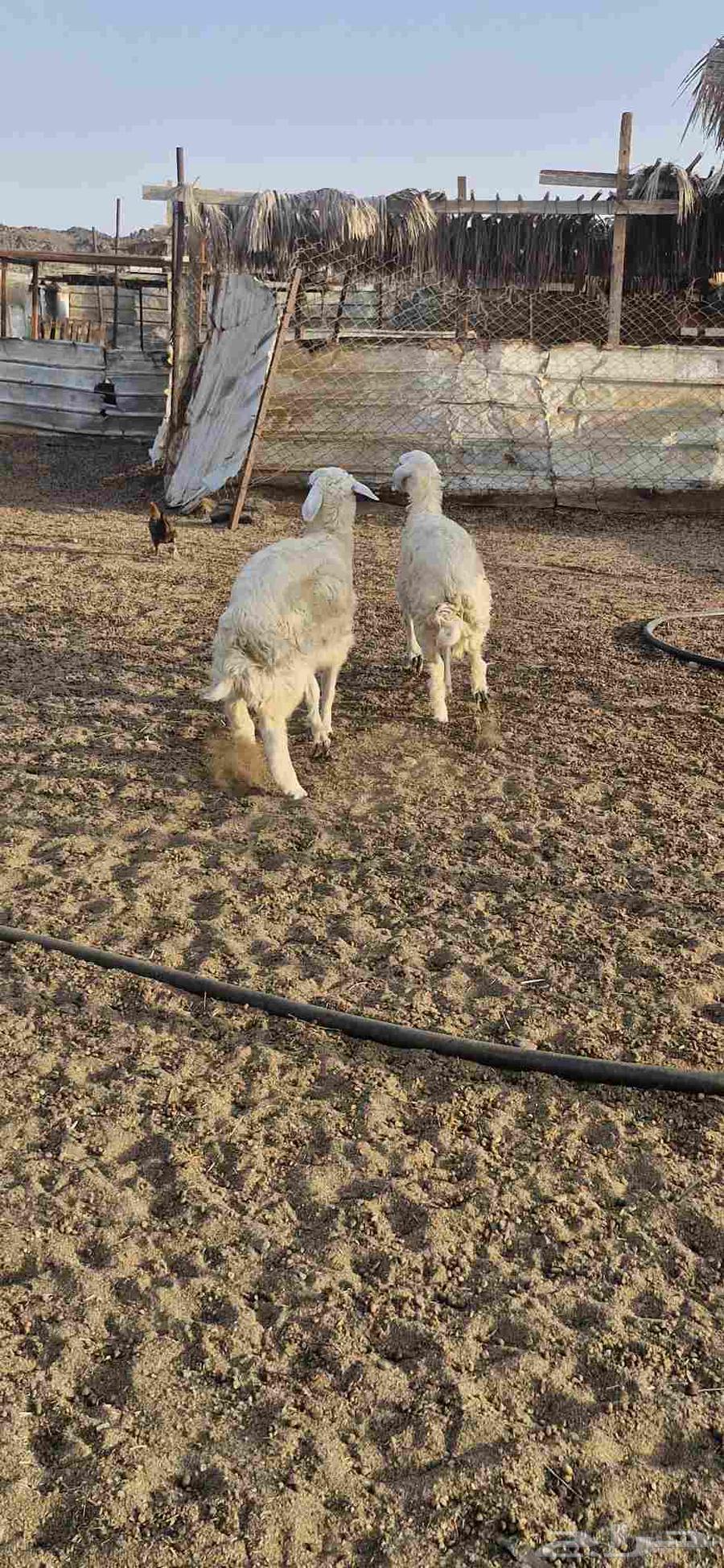 طلي ورخل64396727635842114