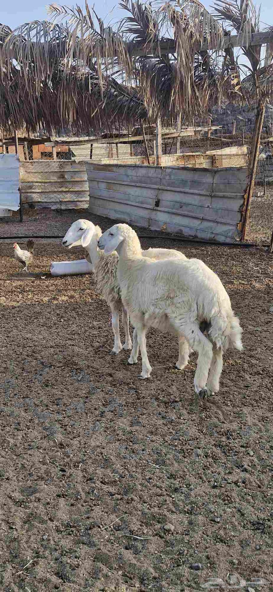 طلي ورخل64396727635842113