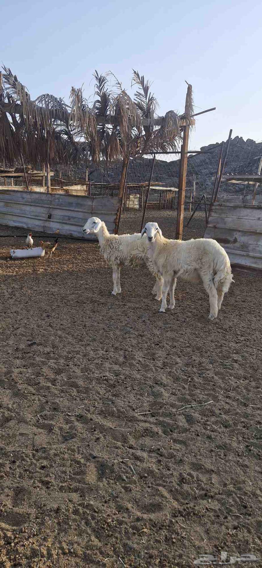 طلي ورخل64396727635842112