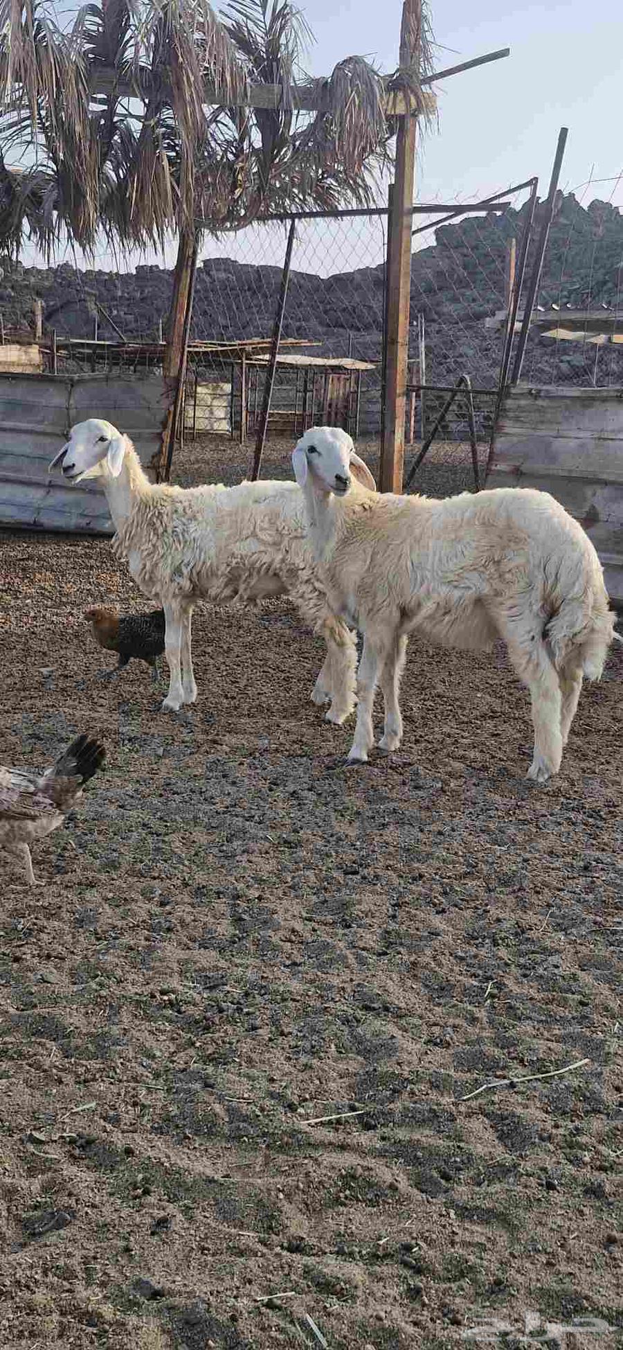 طلي ورخل64396727635842110