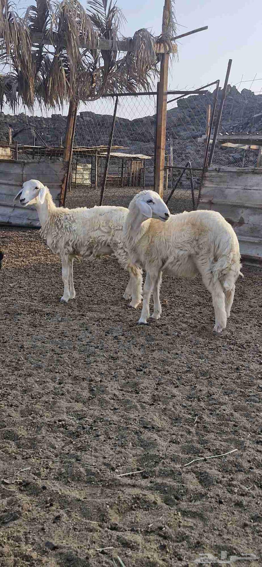 طلي ورخل64396727635842111