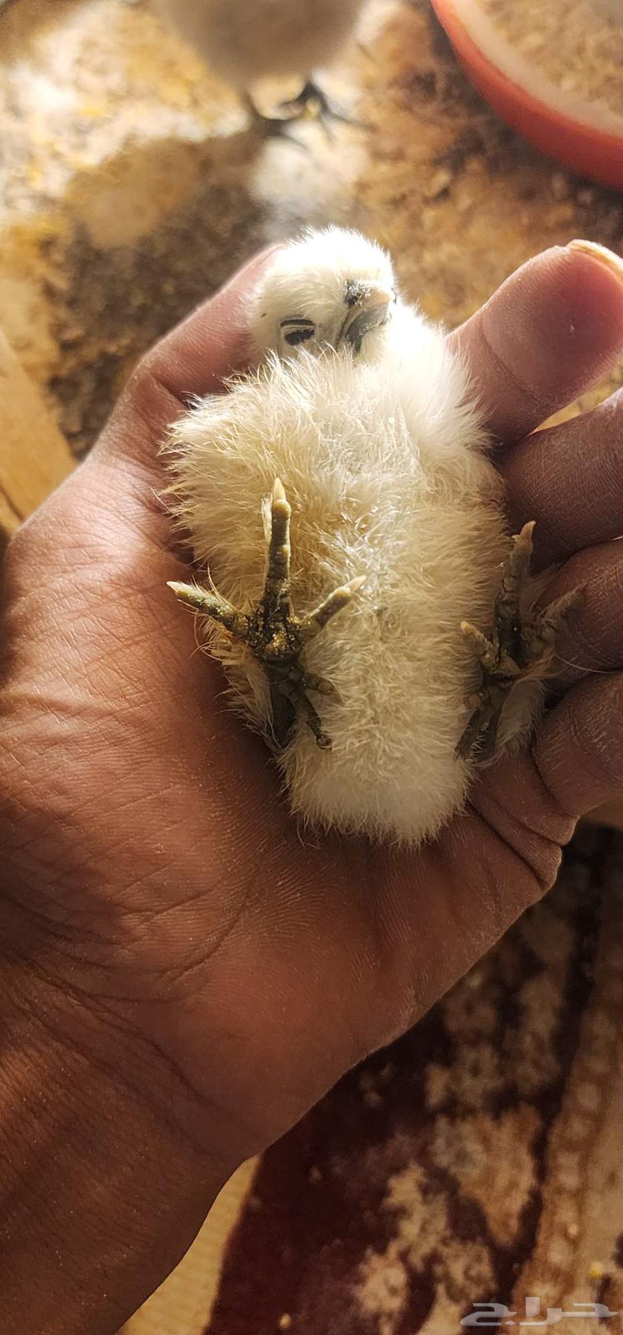 صيصان قطني فاخر64401299925250110