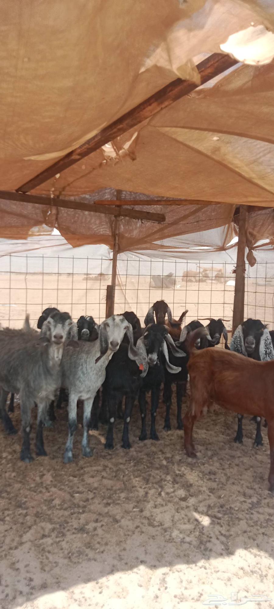 معزا للبيع64398214962946110