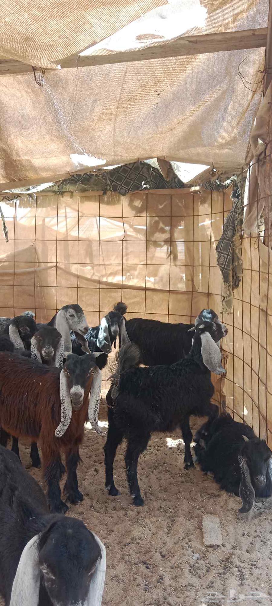 معزا للبيع64398214962946112