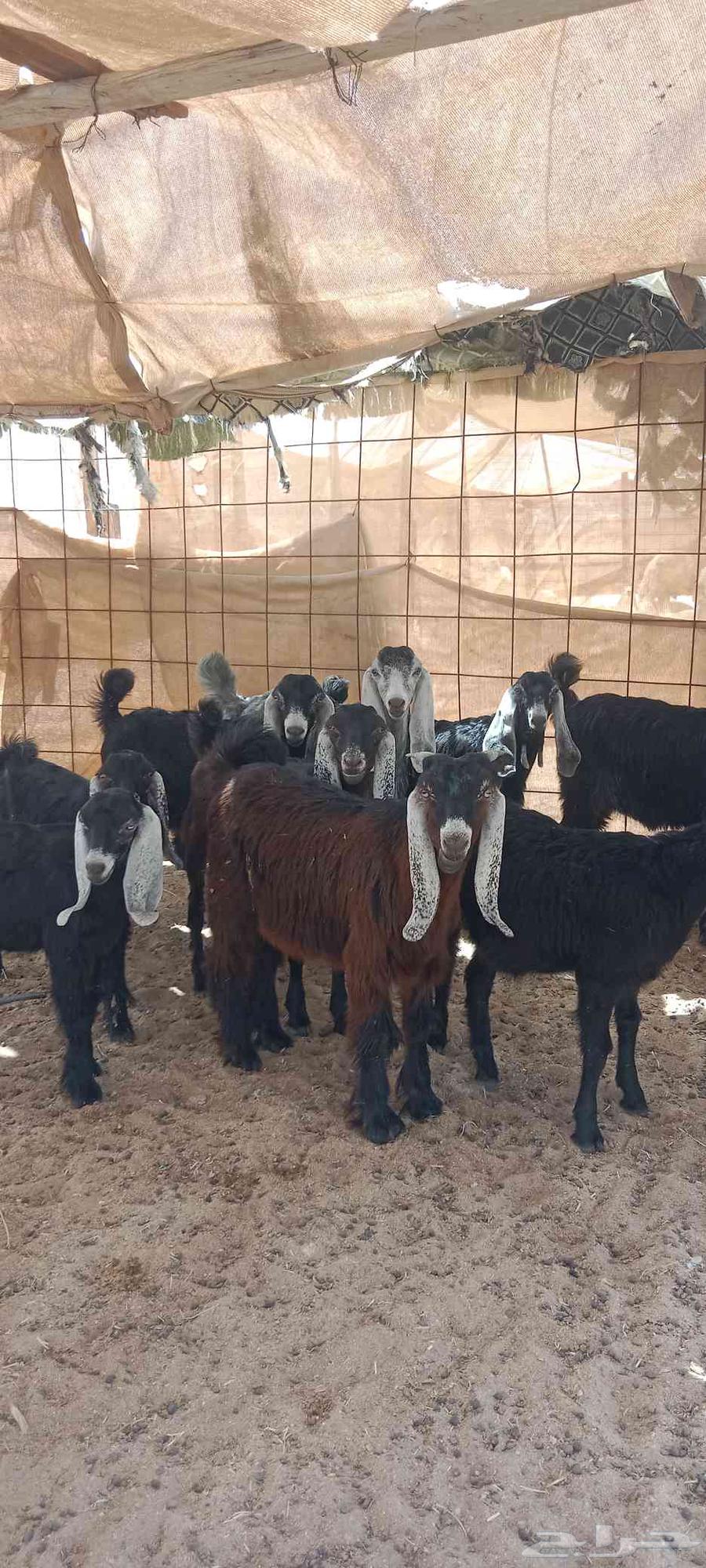 معزا للبيع64398214962946113