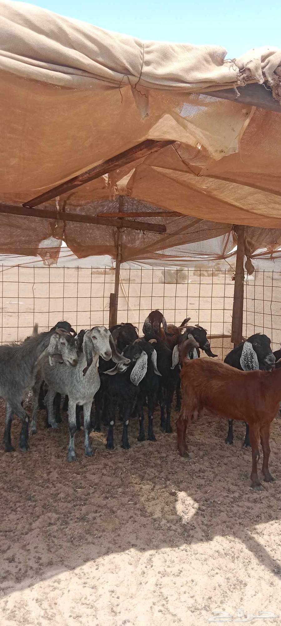 معزا للبيع64398214962946111