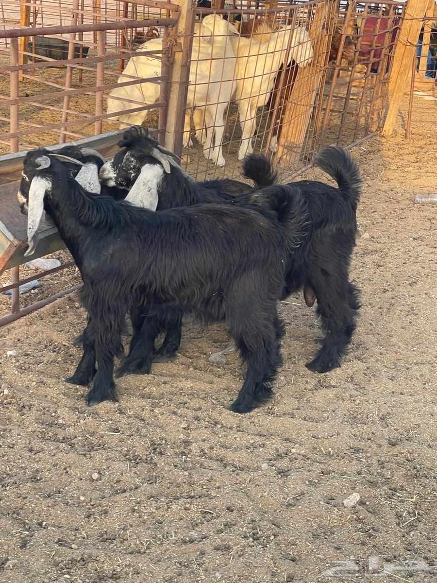 Goats for sale, good quality, age 5 months64396893901569111