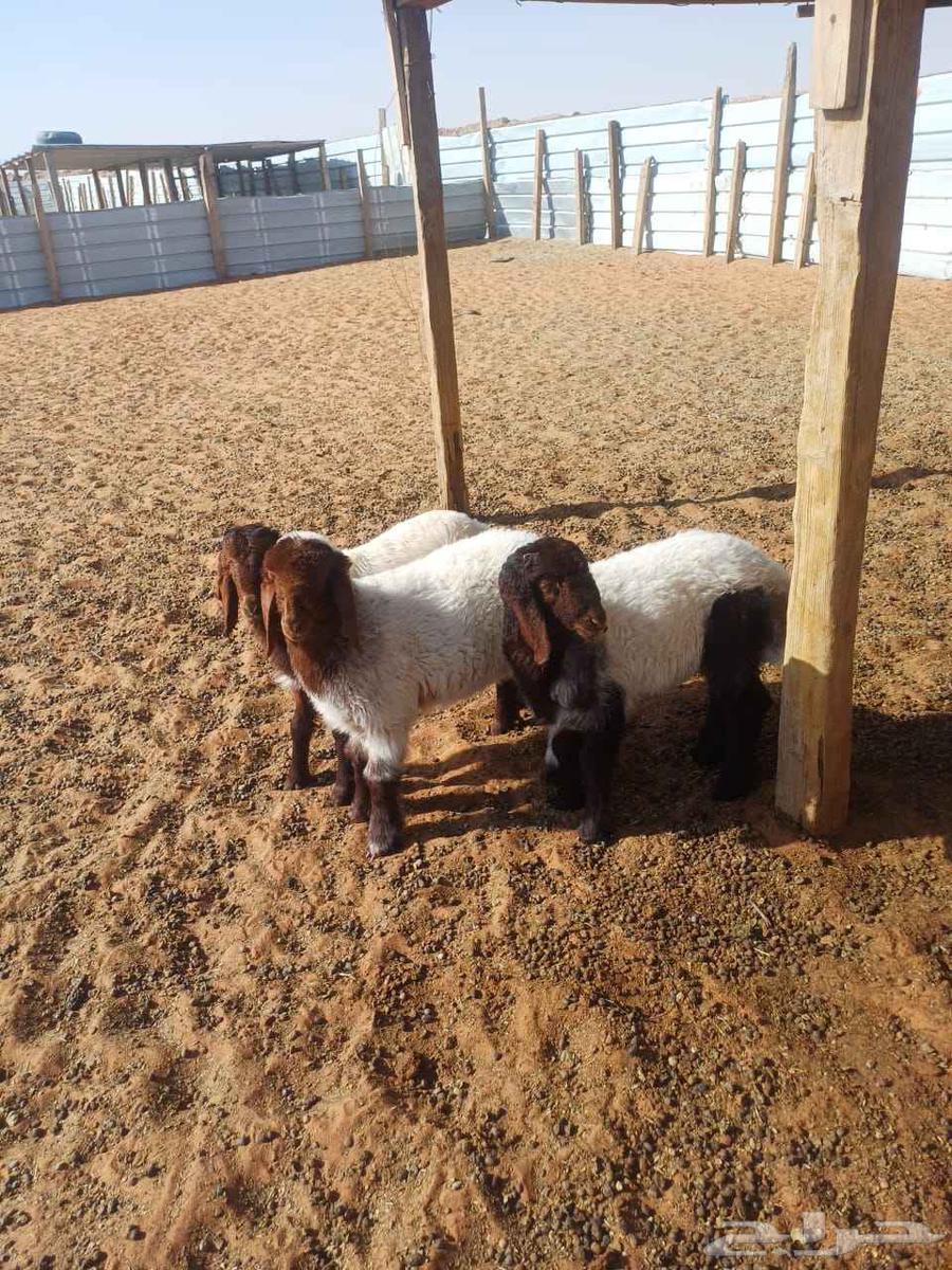 Large sheep and a camel for sale in Na'aim64395462677249110