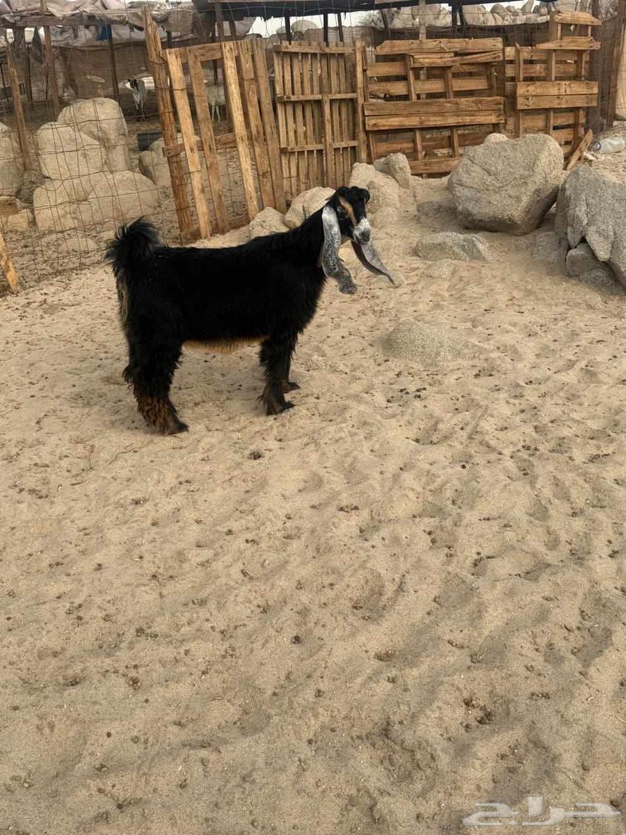 جفره عارضيه صنف64396351579393114