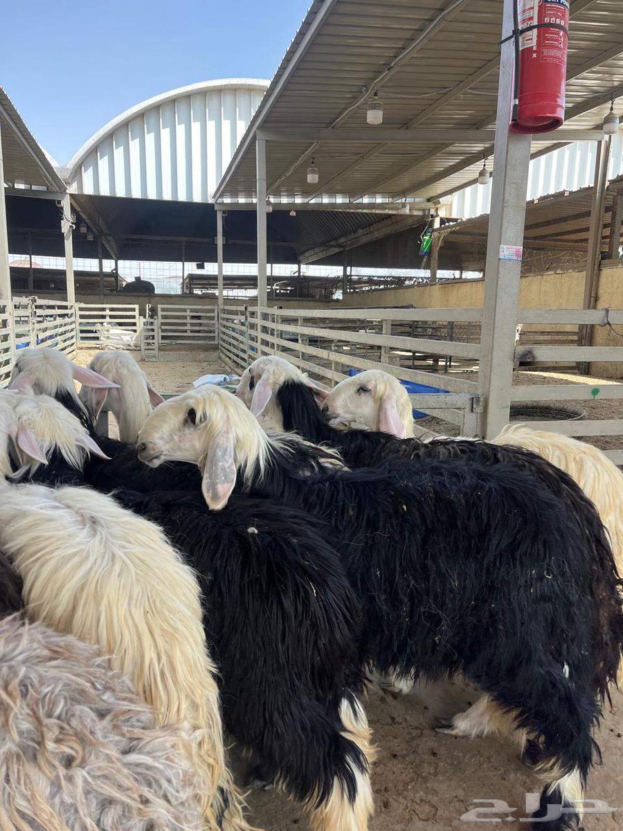 شيله نجد مقنوي64396185017091112